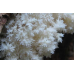 Мицелий Ежовика коралловидного / Гериций решетчатовидный (Hericium coralloides)